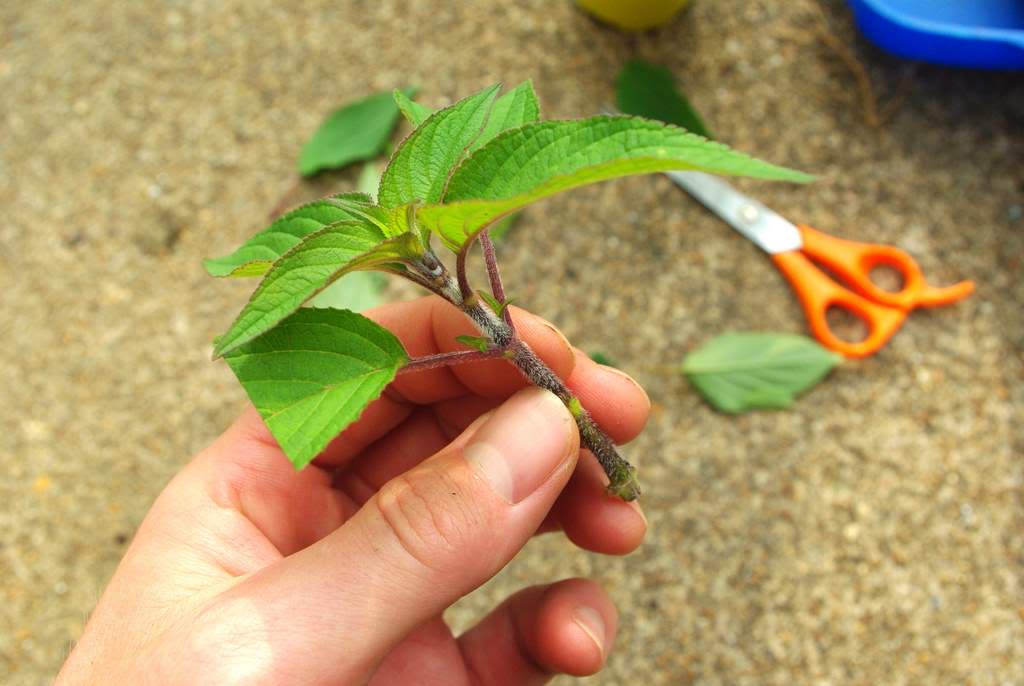 It's Not Work, It's Gardening! Pineapple Sage